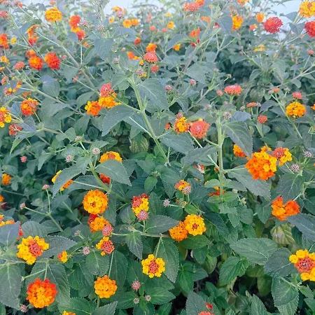 Spacious Seaside With Garden & Sea-view 公寓 昂蒂布