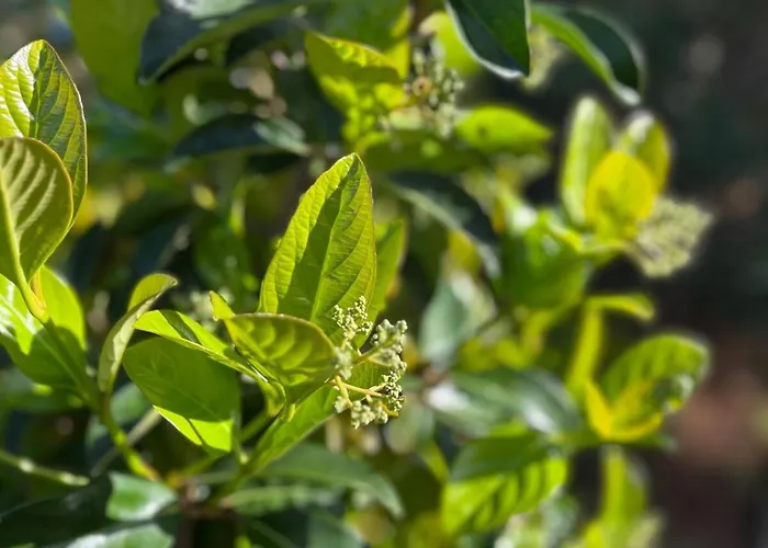 Spacious Seaside With Garden & Sea-view Daire *