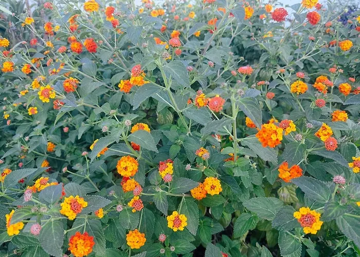 Spacious Seaside With Garden & Sea-view Διαμέρισμα Αντίμπ